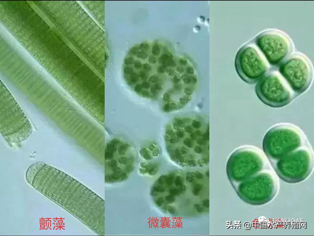 养殖螃蟹塘杀蓝藻要不要解毒,养殖塘口蓝藻的处理方法是什么