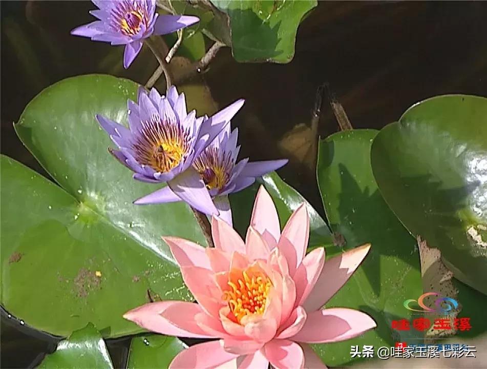 迷人！这里的“花中睡美人”盛开了