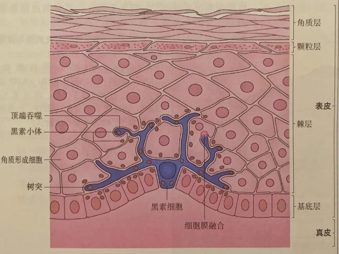 【香爵生活】能让姑娘们变白的好办法有哪些？