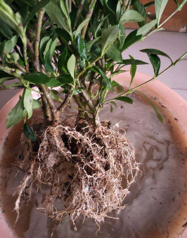 栀子花黄叶有什么好办法,栀子花买回家就黄叶掉花苞