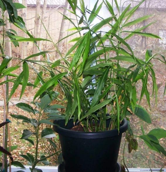 在家阳台种生姜对风水运气好不好,家庭阳台种生姜影响风水吗