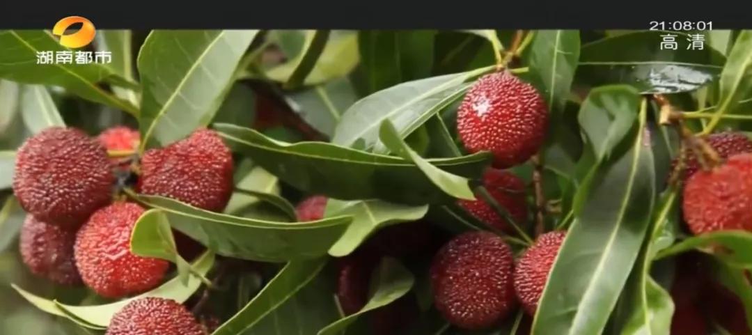 ​湘村发现|就在怀化，“江南第一梅”藏不住了！香甜多汁的秘密今天全告诉你...