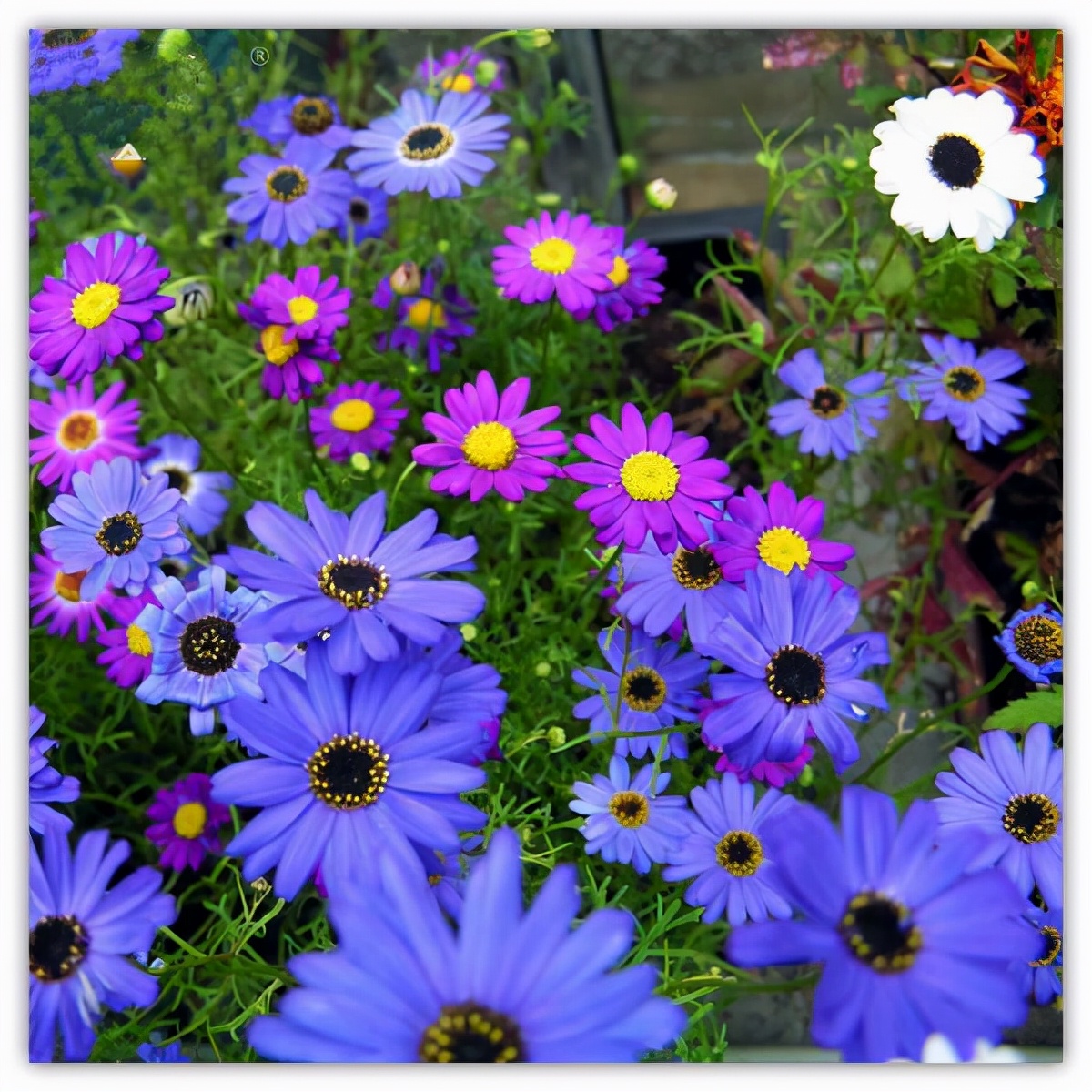 十种蓝色花,常见的六种蓝色花