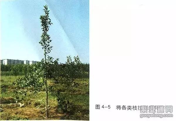 5年红富士苹果树冬季修剪技术,苹果树的冬季修剪技术视频