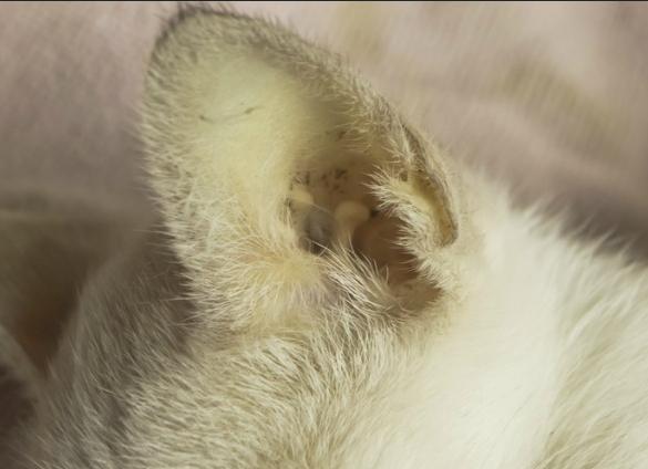 什么是犬黄疸,犬黄疸肝炎的症状及表现