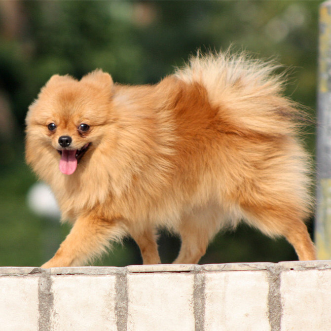 中国有什么名贵的狗,俄罗斯名贵狗价格