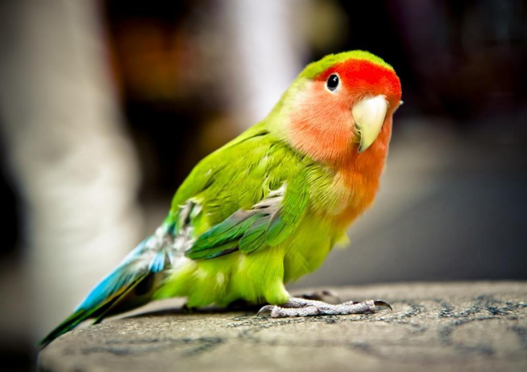 玄凤鹦鹉饲养管理,鹦鹉疾病治疗喂养训练