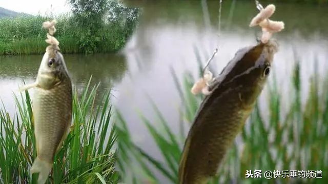 冬季蛆饵钓鱼怎么样,蛆饵钓鱼