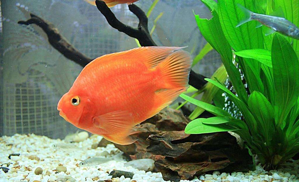 血红鹦鹉鱼怎么喂食最好,黑白鹦鹉鱼饲养方法大全