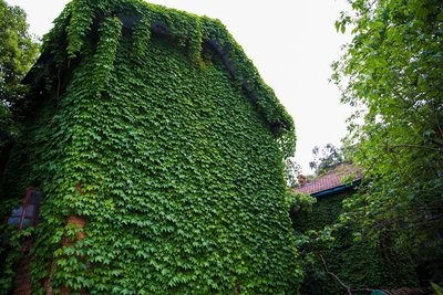 坚若磐石的友谊爬山虎