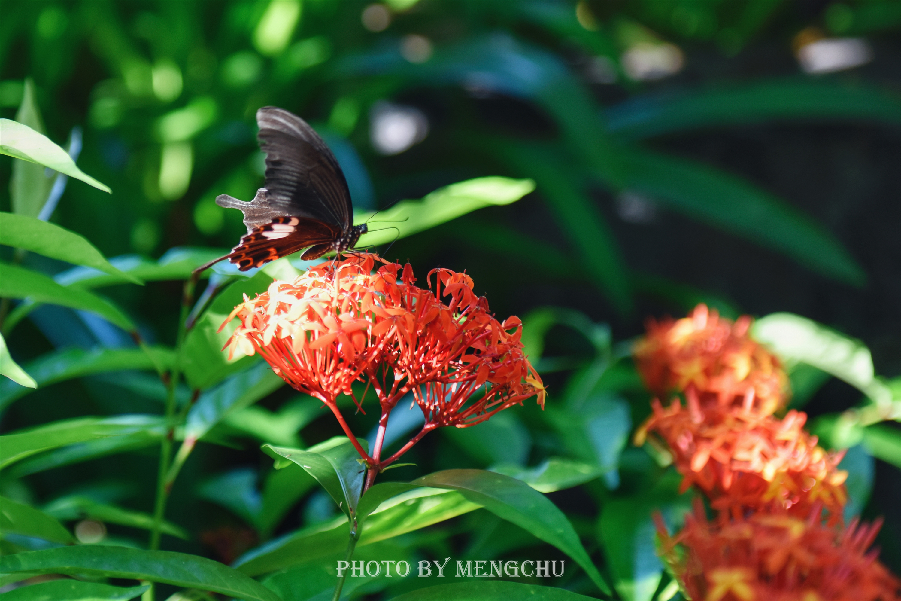 西双版纳安纳塔拉度假酒店游记,西双版纳安纳塔拉度假酒店下午茶