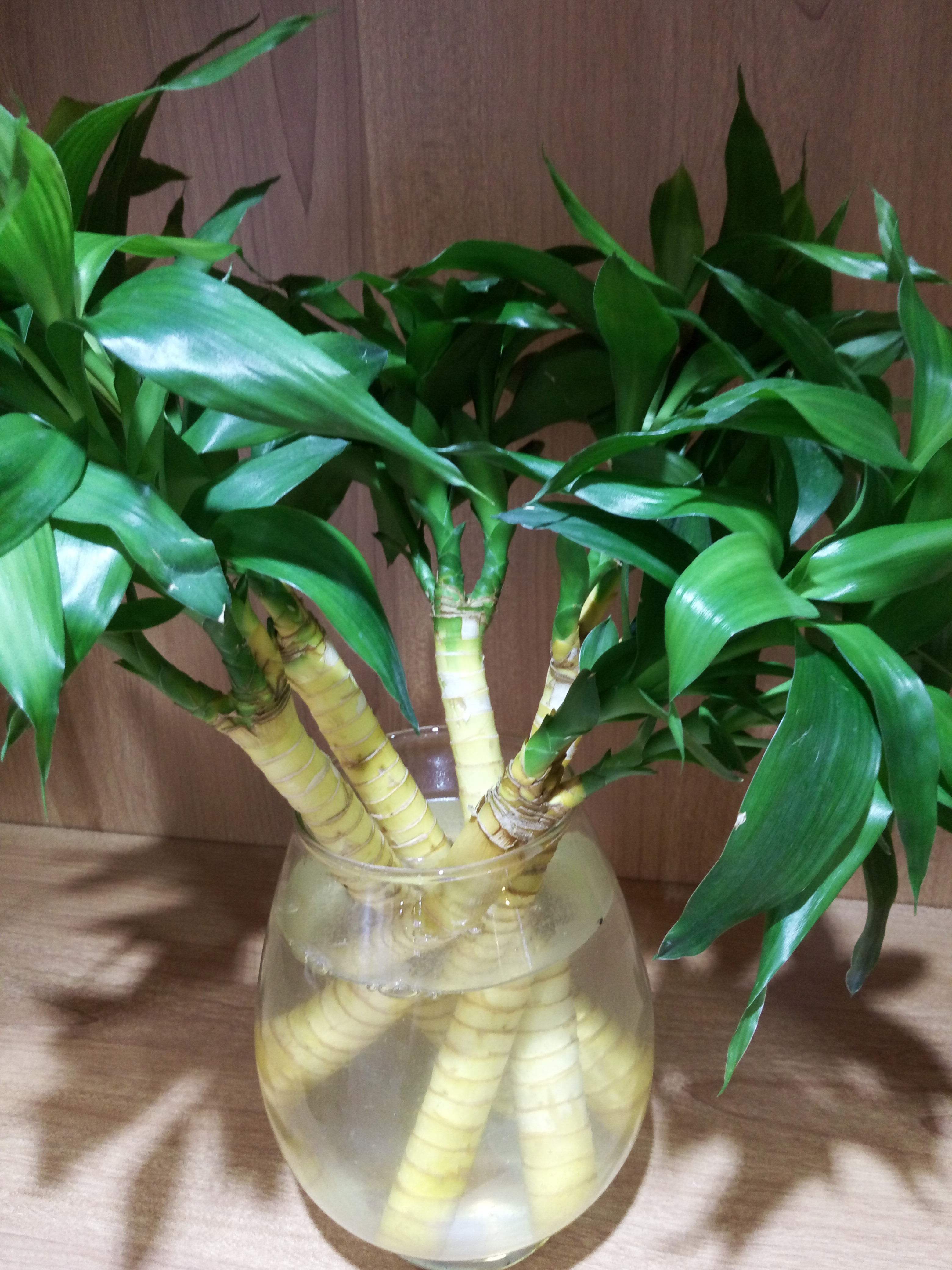 土培栽种的富贵竹黄叶了怎么处理,土培富贵竹黄叶怎么办如何补救