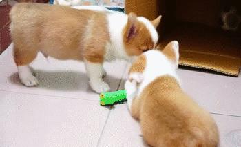 灏忕煭鑵挎煰鍩烘悶绗戣棰戝ぇ鍚堥泦,鍙埍鐨勫皬鐭吙鏌熀鐙楃嫍