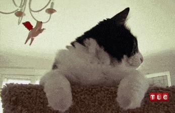 如何查看旅馆有没有针孔摄像头,金属探测仪找针孔摄像头