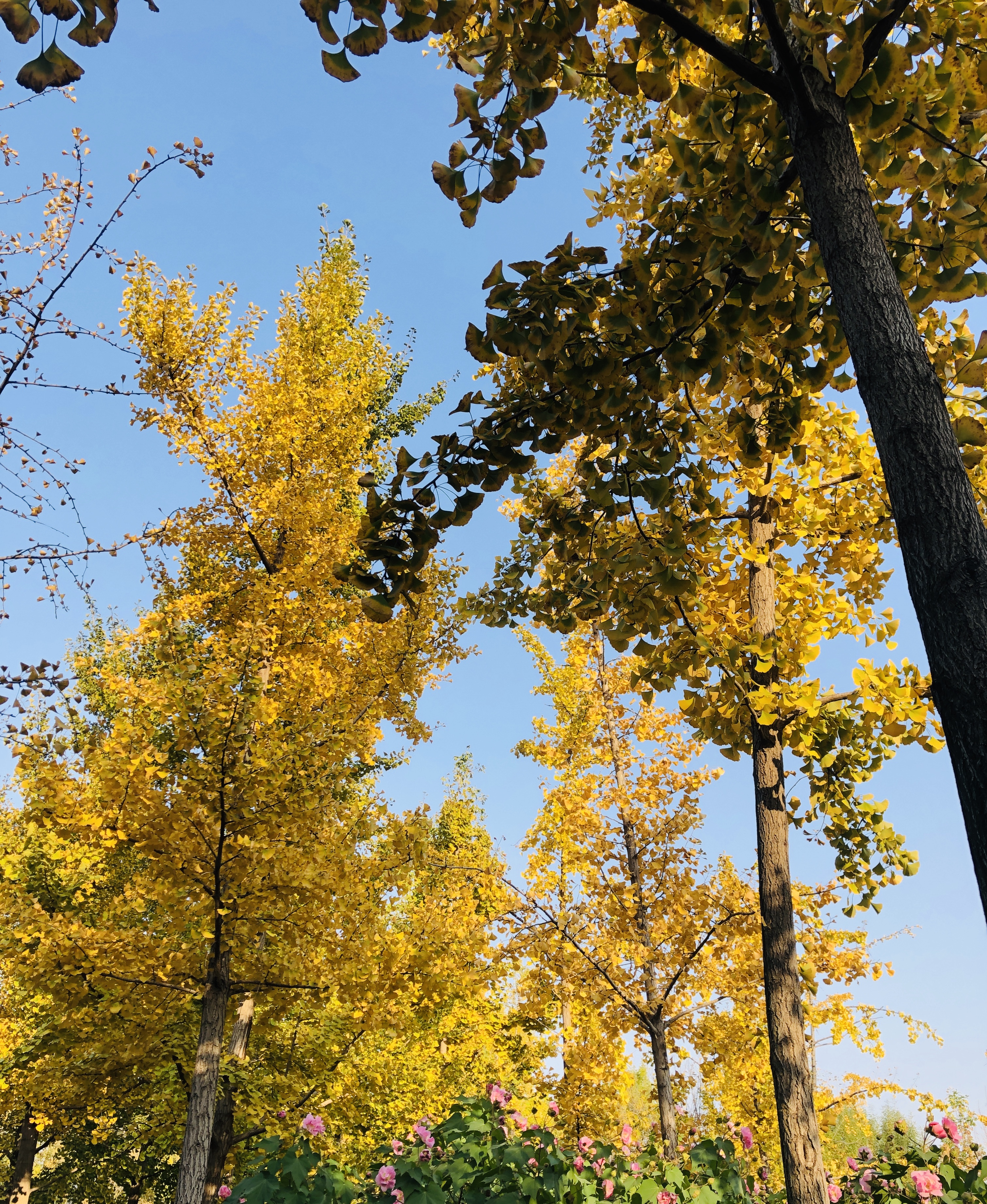 雨后的济南森林公园美景让人陶醉,济南森林公园美成“童话”