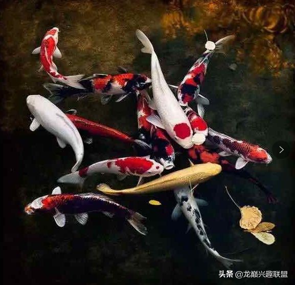 锦鲤开缸详细教程图解,锦鲤开缸技巧图解