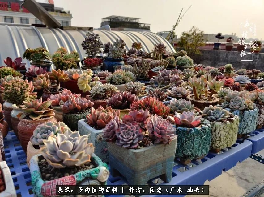 广东春天多肉图片大全,这个季节的多肉状态是最美的