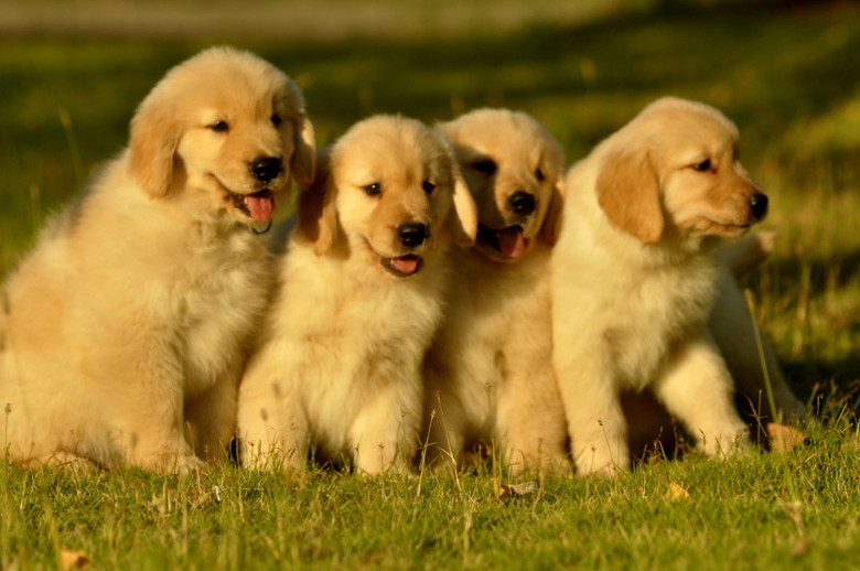 世界最聪明的狗狗排名,世界猛犬排名前十的狗狗品种