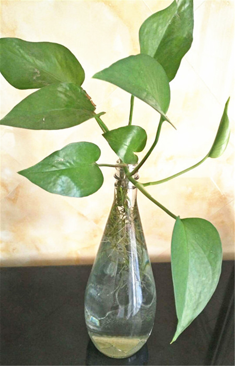 自动吸水绿萝怎么换土,自吸水绿萝可以直接浇水