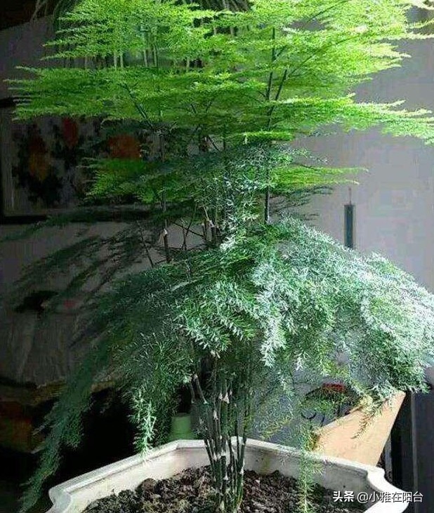 文竹如何不长新笋,郁郁葱葱的文竹