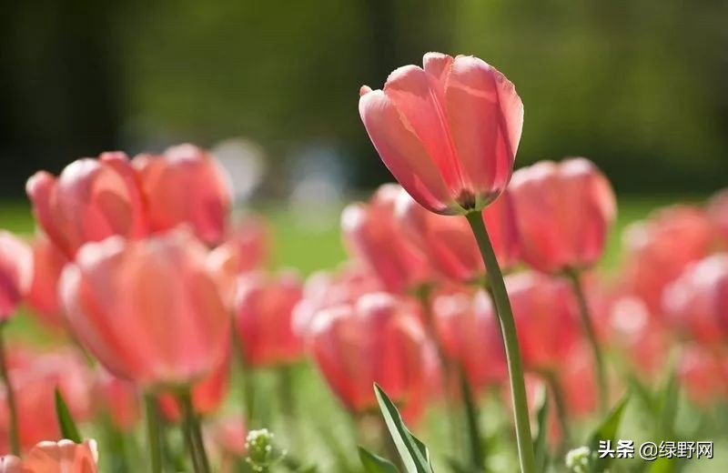 赏花好时节,赏花感言一句话