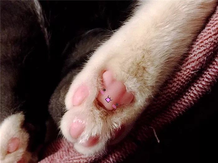 猫爪辨别猫的性格,猫咪爪垫分辨性格准确吗