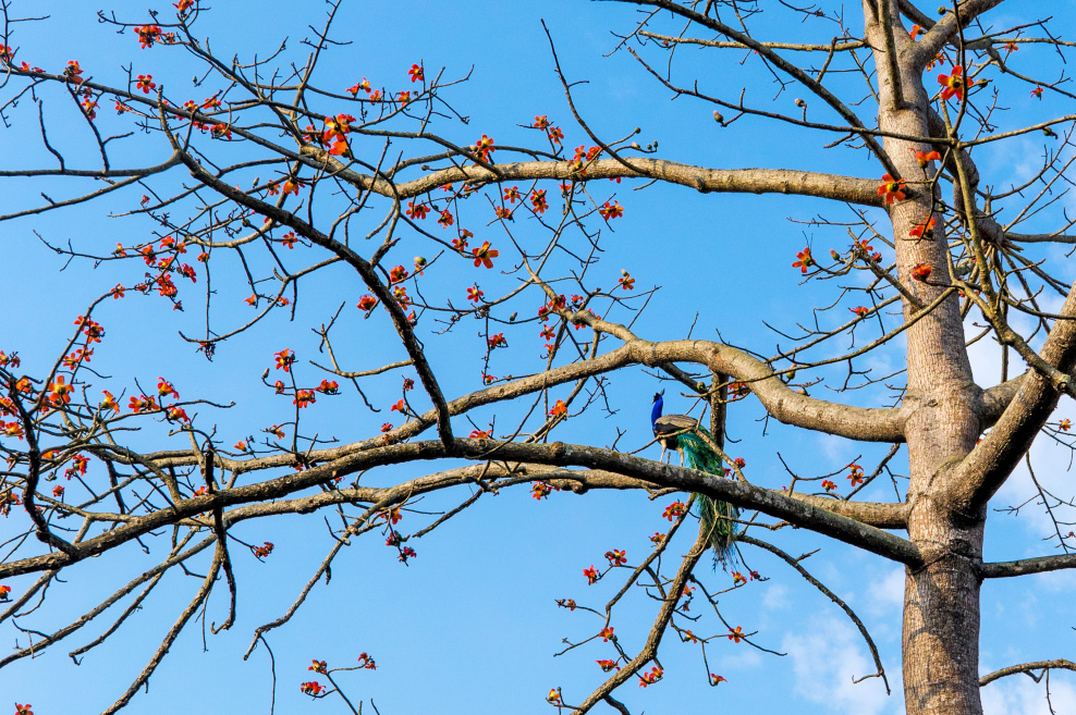 野生独角兽,哪里找得到独角兽动物