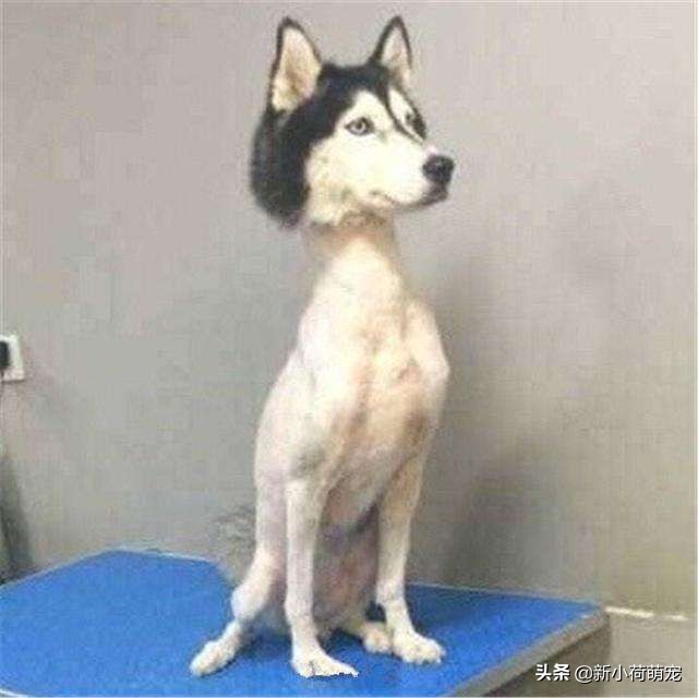 狗子理发后变成羊,狗子剃毛后成羊驼