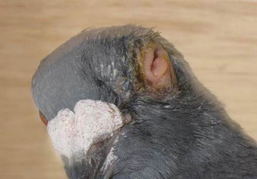 鸽子单眼伤风症状和治疗方法,鸽子单眼伤风开始症状