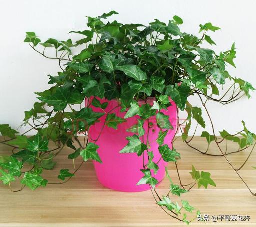 家里养殖哪些花卉可以除甲醛,家里养什么花去除甲醛