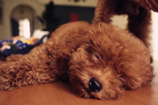 泰迪犬拉稀有什么方法治,泰迪犬吃羊奶拉稀怎么办