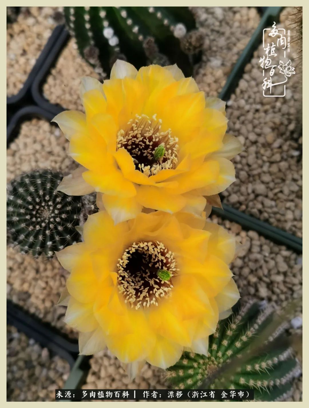 仙人球开花并散发着香味,仙人球花盛开吐露芬芳