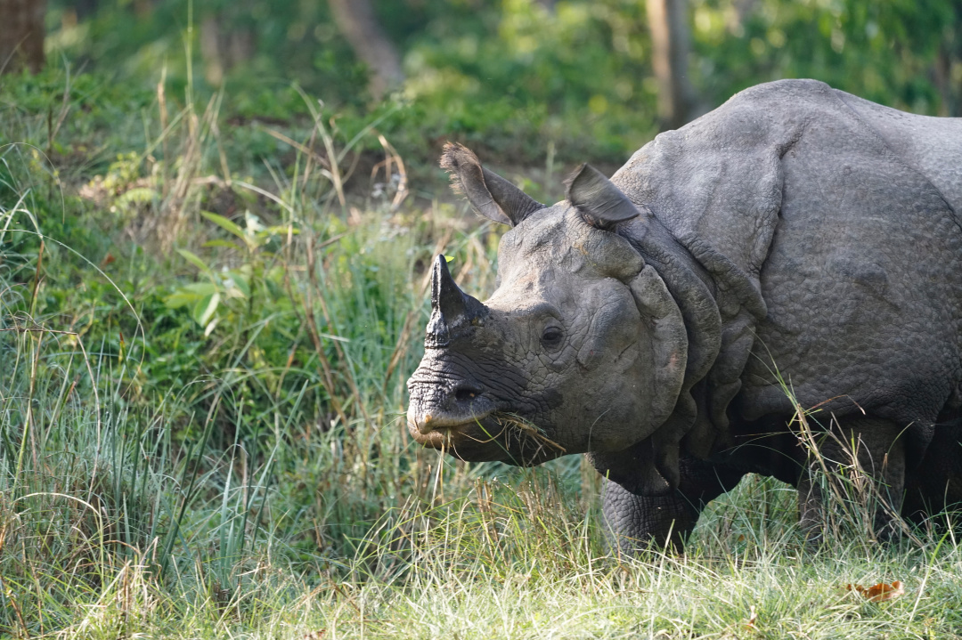 野生独角兽,哪里找得到独角兽动物