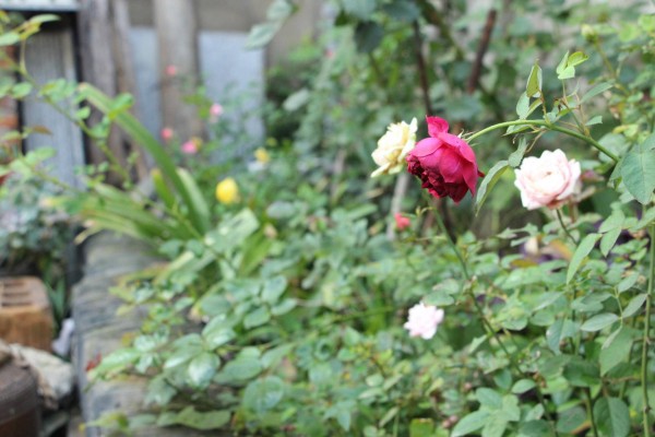 适合栽在庭院的多肉,庭院地栽多肉设计