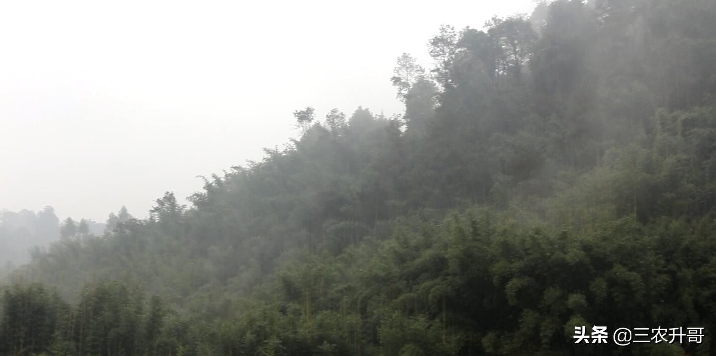 新农村建设田园风光小镇,农业种植养殖观光旅游休闲的方案