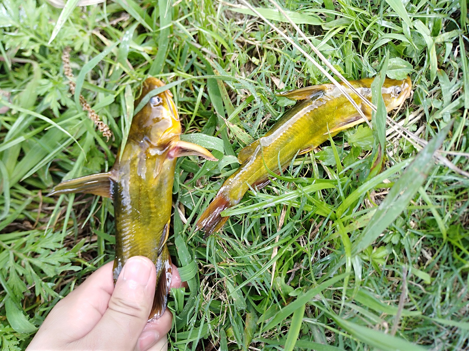 稻田驱鸟神器制作方法,稻田赶鸟神器视频大全