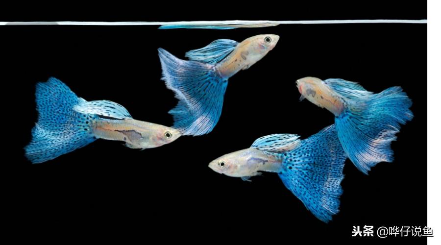 怎样才能养好观赏鱼,怎样养好观赏鱼的方法