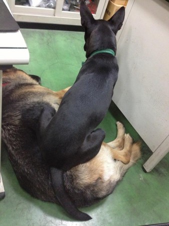 德牧被土狗咬,德牧被主人凶