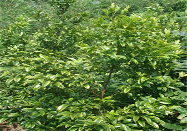 横经席配方应用,横经席的配方