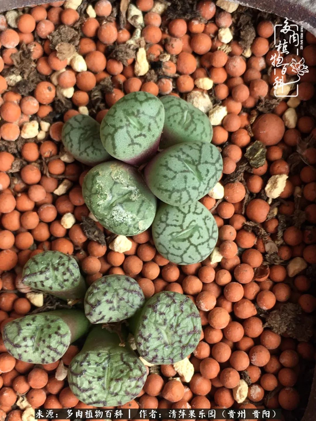 生石花庭院,晶莹剔透的生石花