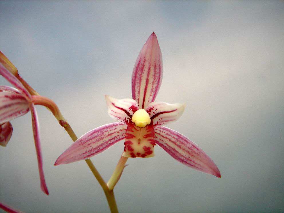 最香最好养的开花次数多的兰花,哪种兰花好养又花多还香