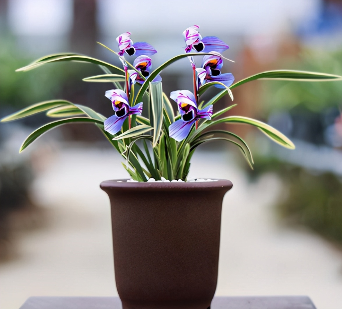 此兰花色“独一无二”，花姿高雅，兰香醉人，寓意紫气东来