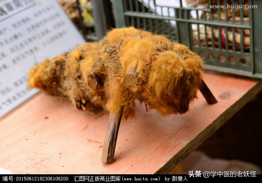 狗脊贯众中药,狗脊中药图片