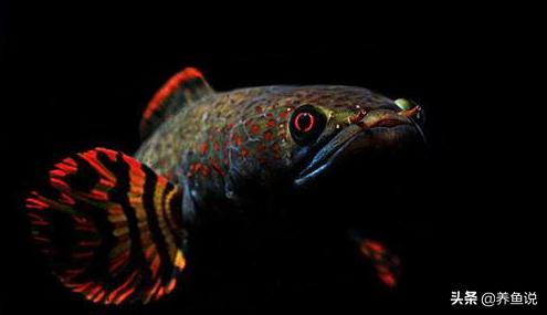 新手养鱼养什么观赏鱼最好,新手养鱼最适合养什么观赏鱼