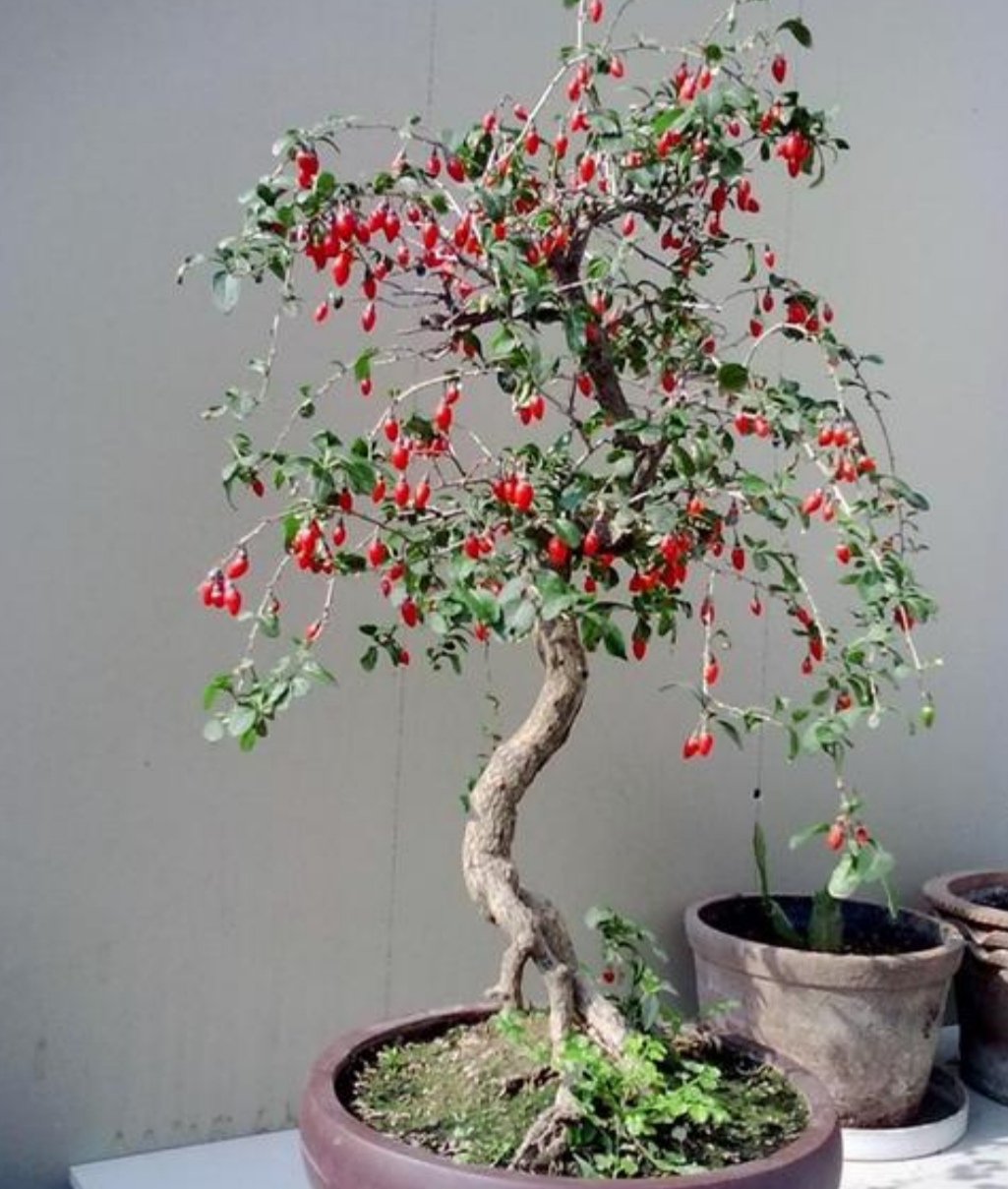 野采枸杞树怎么做盆景,怎么制作枸杞树盆景