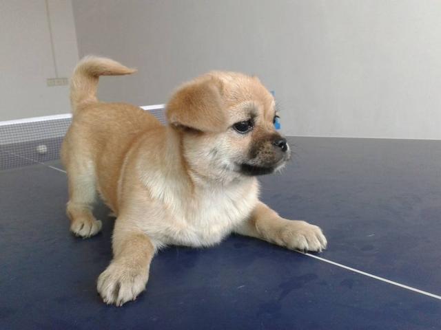 中华田园犬缺点和优点,养中华田园犬的优点与缺点