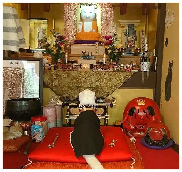 田园三花猫聪明吗,田园三花猫是招财猫吗