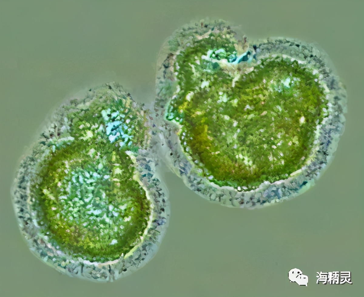 硝化细菌深入研究的九大误区,硝化细菌到底如何选择