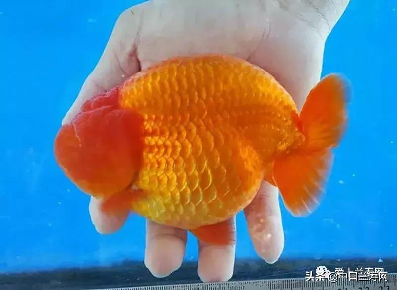 兰寿金鱼鲨鱼鳍品种图片大全,金鱼泰狮与兰寿是一个品种吗