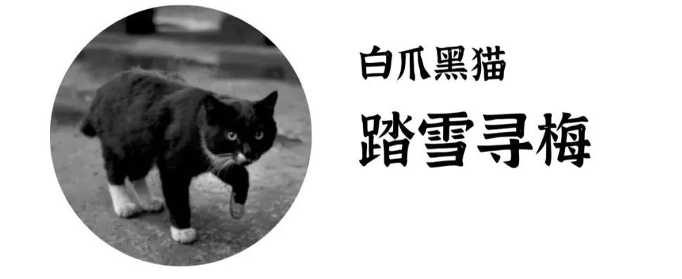 古代猫名字,古代猫的名字